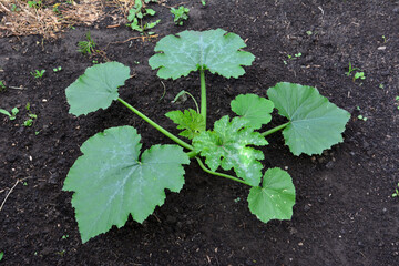 A healthy zucchini plant growing in the garden