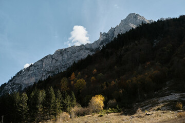Dramatic cliffs rise above a forested slope dotted with golden autumn trees in Prokletije National Park, Montenegro, beneath a crisp blue sky. Ropojana valley mountains.