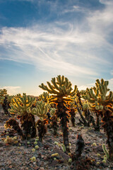 Cholla Cactus at Joshua Tree National Park, California, USA during sunset with radiant spines...