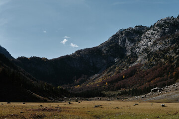 Forested slopes and rocky ridges in Ropojana Valley, Prokletije National Park, Montenegro, bathed...
