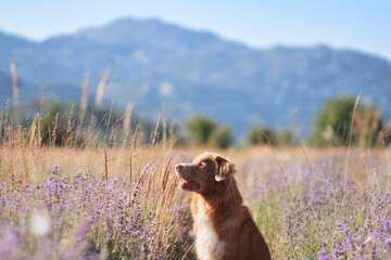 A Nova Scotia Duck Tolling Retriever dog rests peacefully in a lavender field under the warm...