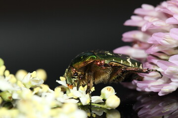 golden beetles feeding on flower pollen Cetonia aurata golden scarab beetle