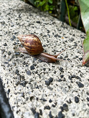 A captivating close-up of a snail slowly traversing a textured concrete surface, highlighting its intricate shell and extended antennae in natural light