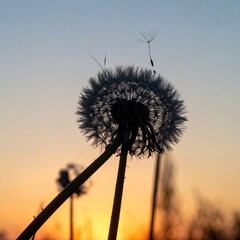 Sunset Dandelion Silhouettes with Nature, Seeds, and Field.