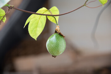 Close-up of a single passion fruit growing
