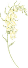 Yellow Digitalis Foxglove Watercolor Illustration