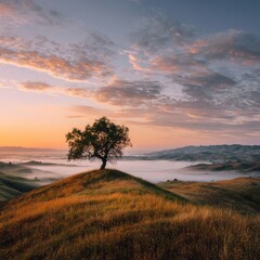 Sunrise over a hilltop with a solitary tree