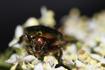 golden beetles feeding on flower pollen Cetonia aurata golden scarab beetle