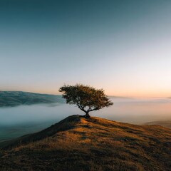 Lone tree atop a hill at sunrise