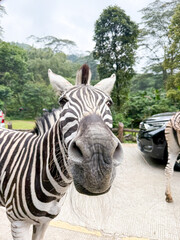 Curious zebra offers a close-up, friendly gaze directly at the camera in a safari park setting,...