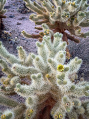 A blooming cholla cactus with sharp white spines and a green-yellow flower at Cholla Cactus Garden, Joshua Tree National Park, California, USA