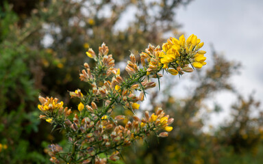 selective focus of a common gorse flowers (ulex europaeus) with blurred background