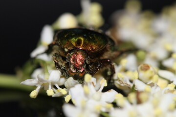 golden beetles feeding on flower pollen Cetonia aurata golden scarab beetle