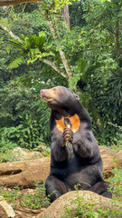 A sun bear showcasing its characteristic golden-yellow chest patch. The bear is eating, surrounded...