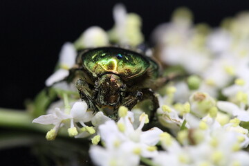 golden beetles feeding on flower pollen Cetonia aurata golden scarab beetle