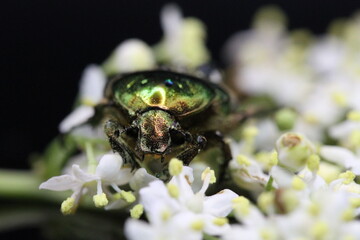 golden beetles feeding on flower pollen Cetonia aurata golden scarab beetle