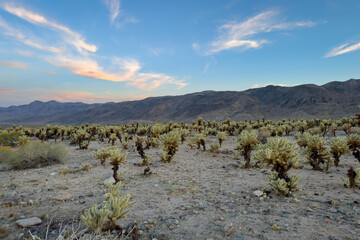 Scenic view at Cholla Cactus Garden, Joshua Tree National Park, California, USA after sunset against blue sky with clouds