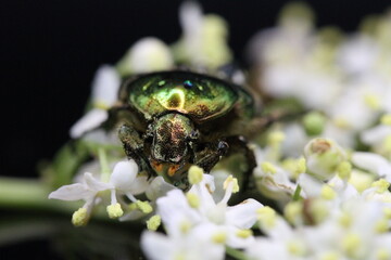 golden beetles feeding on flower pollen Cetonia aurata golden scarab beetle