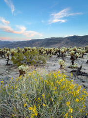 Scenic view at Cholla Cactus Garden, Joshua Tree National Park, California, USA after sunset...