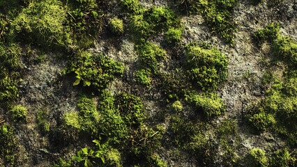 green moss texture background 8