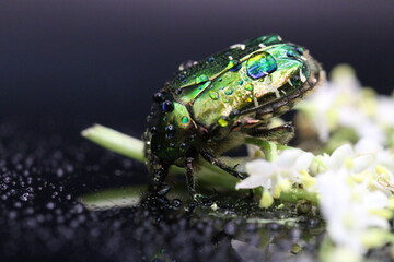 golden beetles feeding on flower pollen Cetonia aurata golden scarab beetle