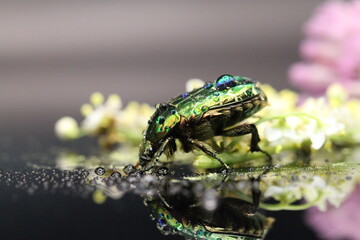 golden beetles feeding on flower pollen Cetonia aurata golden scarab beetle