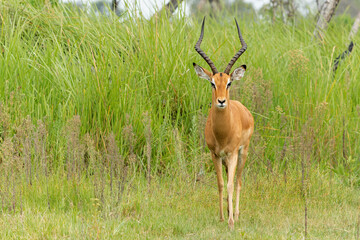 Impala (Aepyceros melampus) hanging around in the green season in the Okavango Delta in Botswana