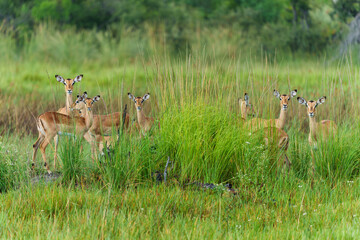 Impala (Aepyceros melampus) hanging around in the green season in the Okavango Delta in Botswana