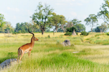 Impala (Aepyceros melampus) hanging around in the green season in the Okavango Delta in Botswana