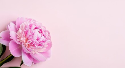 Fototapeta premium Pink peony flower on a pale pink background showcasing delicate petals perfect for feminine and floral designs