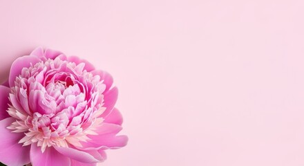A single pink peony blossom on a light pink background showcasing delicate petals perfect for feminine and floral designs