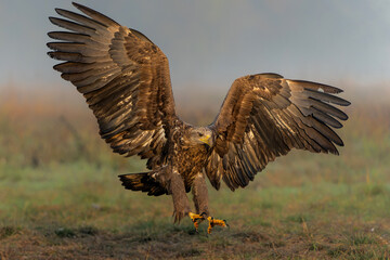 White tailed eagles (Haliaeetus albicilla) flying in the first warm light at a field in the forest...