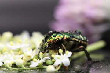 golden beetles feeding on flower pollen Cetonia aurata golden scarab beetle
