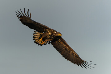 White tailed eagles (Haliaeetus albicilla) flying in the first warm light at a field in the forest...