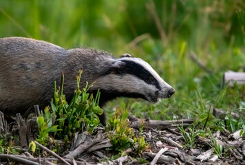 European badger looking for food in forest © Dusan
