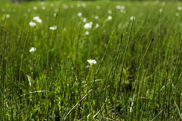 Single white flower in spring grass field