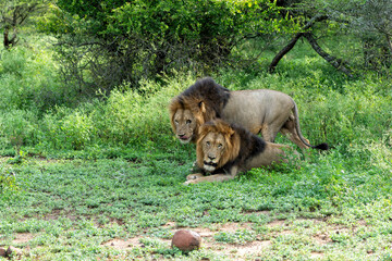 Beautiful brotherhood of lion males. Lion (Panthera leo) males almost ready for hunting in Mkuze...