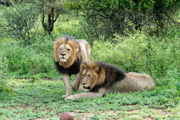 Beautiful brotherhood of lion males. Lion (Panthera leo) males almost ready for hunting in Mkuze...