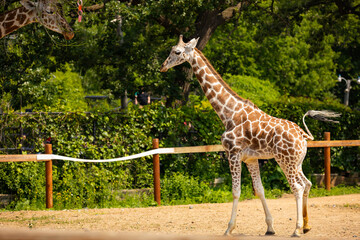 Close-Up of Baby Giraffe at Como Zoo, St. Paul, Minnesota