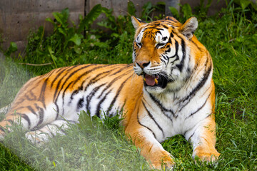 Fototapeta premium Close-Up Portrait of a Bengal Tiger