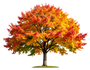 Autumn Hard Maple Tree with Vibrant Orange-Red Leaves, Transparent PNG for Landscape Design