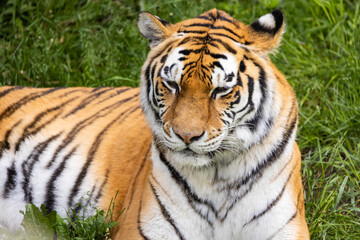 Close-Up Portrait of a Bengal Tiger