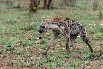 Spotted Hyena (Crocuta crocuta), also known as the laughing hyena, hanging around in Kruger...