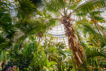 Fototapeta premium Lush Greenery Inside Como Park Conservatory