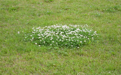 White clover blooms in the center of the clearing