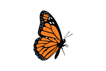 Monarch Butterfly Side View Illustration Orange Butterfly White Background