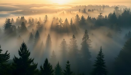 Fototapeta premium emerging from a blanket of fog, illuminated by golden sunbeams