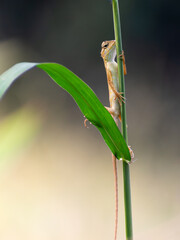 Oriental Garden Lizard (Calotes versicolor) Perched on a stem– Macro Wildlife Photography