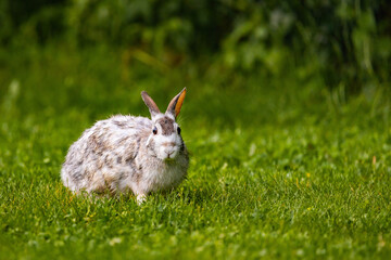 Close-up of White Rabbit on Lawn