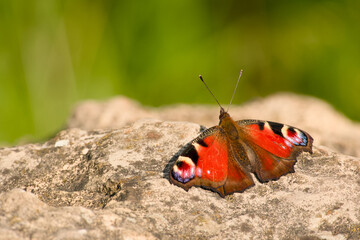 peacock butterfly perching on rock close-up
